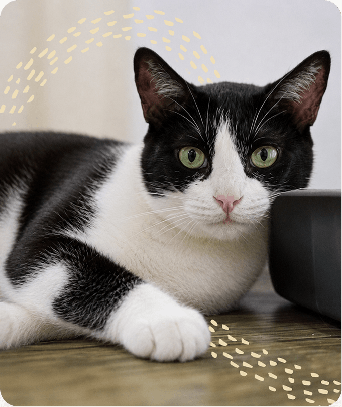 Black and white cat lying on a wooden floor looking at the camera