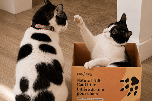 Two black and white cats playing in a Purrfectly tofu litter box