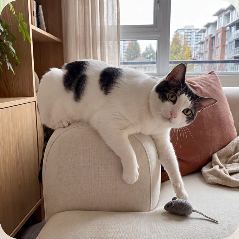Black and white cat lounging on the arm of a sofa next to a toy mouse